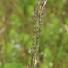 Glyceria australis - Photo (c) Graham Zemunik, μερικά δικαιώματα διατηρούνται (CC BY-NC), uploaded by Graham Zemunik