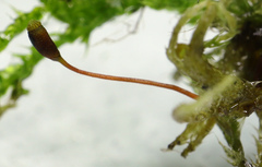 Sciuro-hypnum reflexum