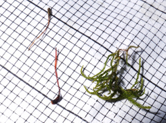 Sciuro-hypnum reflexum