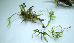 Sciuro-hypnum reflexum