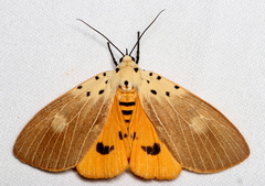 Asota iodamia