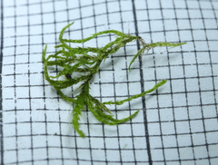 Sciuro-hypnum reflexum