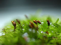 Sciuro-hypnum reflexum