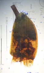 Sciuro-hypnum reflexum