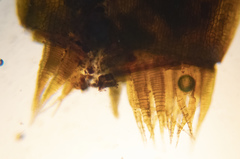 Sciuro-hypnum reflexum