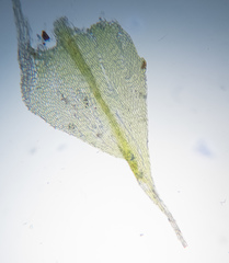 Sciuro-hypnum reflexum