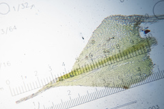 Sciuro-hypnum reflexum