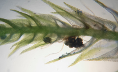 Sciuro-hypnum reflexum