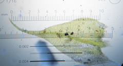 Sciuro-hypnum reflexum