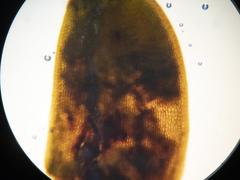 Sciuro-hypnum reflexum