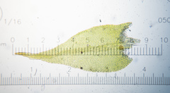 Sciuro-hypnum reflexum