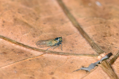 Javesella pellucida