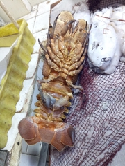 Scyllarides latus