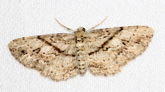 Boarmia curtaria