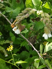 Symphytum brachycalyx