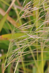 Austrostipa flavescens