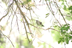 Mimus polyglottos
