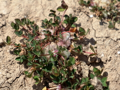 Trifolium tomentosum