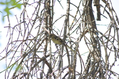 Mimus polyglottos