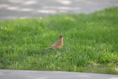 Turdus migratorius