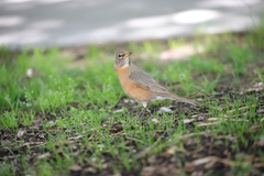 Turdus migratorius