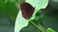 Elymnias hypermnestra beatrice