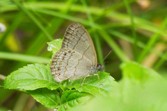 Paryphthimoides poltys