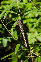 Citheronia brissotii