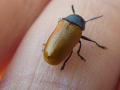 Labidostomis tridentata