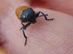 Labidostomis tridentata