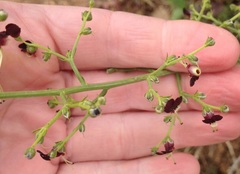Scrophularia rubricaulis