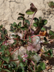 Trifolium tomentosum