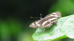 Phaedyma columella singa