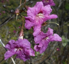 Tabebuia sauvallei