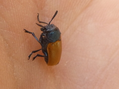 Labidostomis tridentata