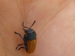 Labidostomis tridentata