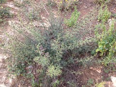 Scrophularia rubricaulis