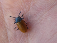 Labidostomis tridentata