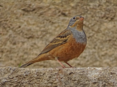 Emberiza caesia