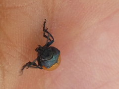 Labidostomis tridentata