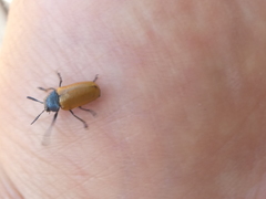 Labidostomis tridentata