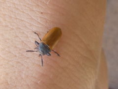 Labidostomis tridentata