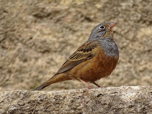 Cretzschmar's Bunting