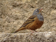 Emberiza caesia