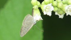 Zizula hylax pygmaea