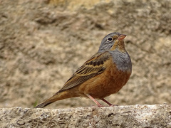 Emberiza caesia