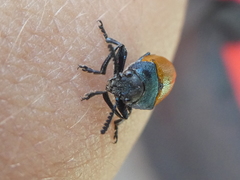 Labidostomis tridentata