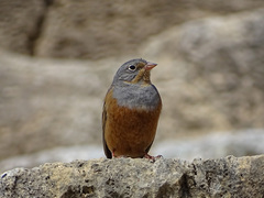 Emberiza caesia