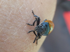 Labidostomis tridentata