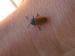 Labidostomis tridentata